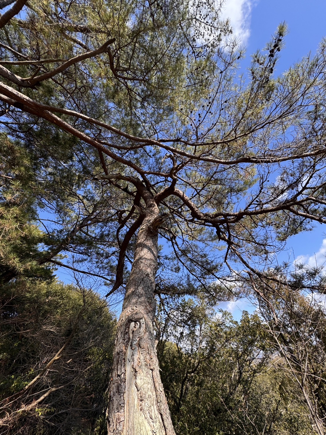 風景